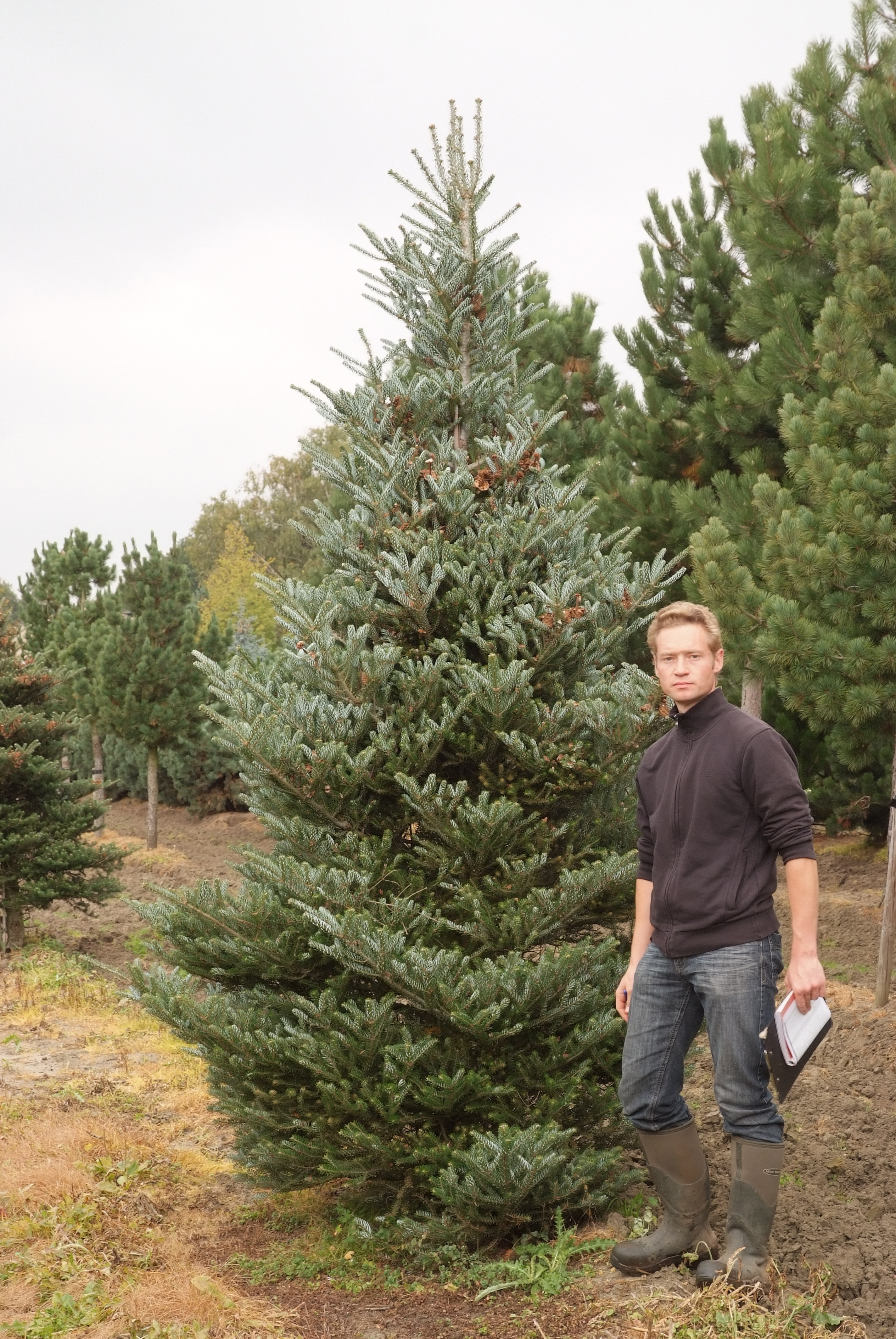 კორეული ნაძვი